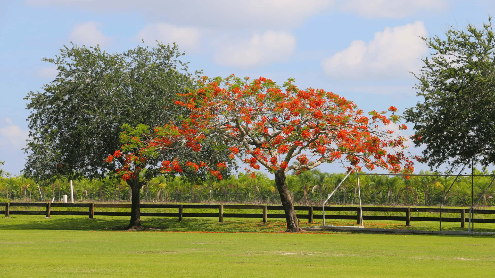 Homestead